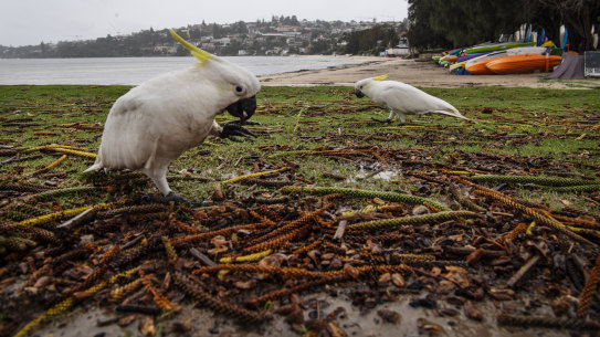 Cockatoos are among the most commonly killed native wildlife.