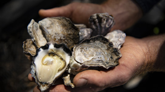Catastrophic flooding in south-east Queensland and northern NSW  has altered the salinity and pH levels of the water, putting  oysters at risk. 