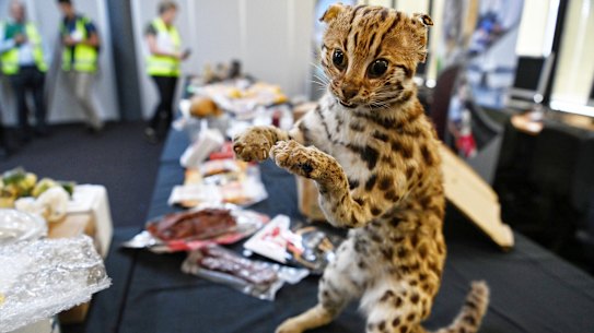 Some of the items detected at Sydney’s mail-sorting facility. 