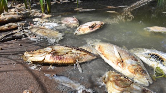 Days after a mass fish kill in the Darling River at Menindee, hundreds of carcasses were still on the river bank near the town.