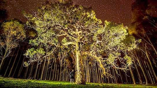The yellow box tree, widely referred to as the directions tree, which was cut down on Monday.  