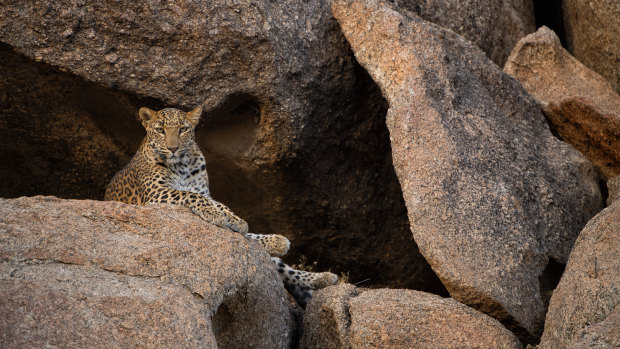 Elusive big cats and humans live side by side in this alien-like landscape