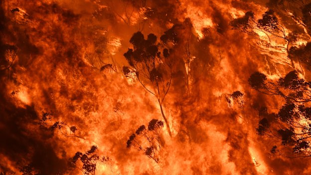 Flames crown into the treetops during a ferocious fire season.