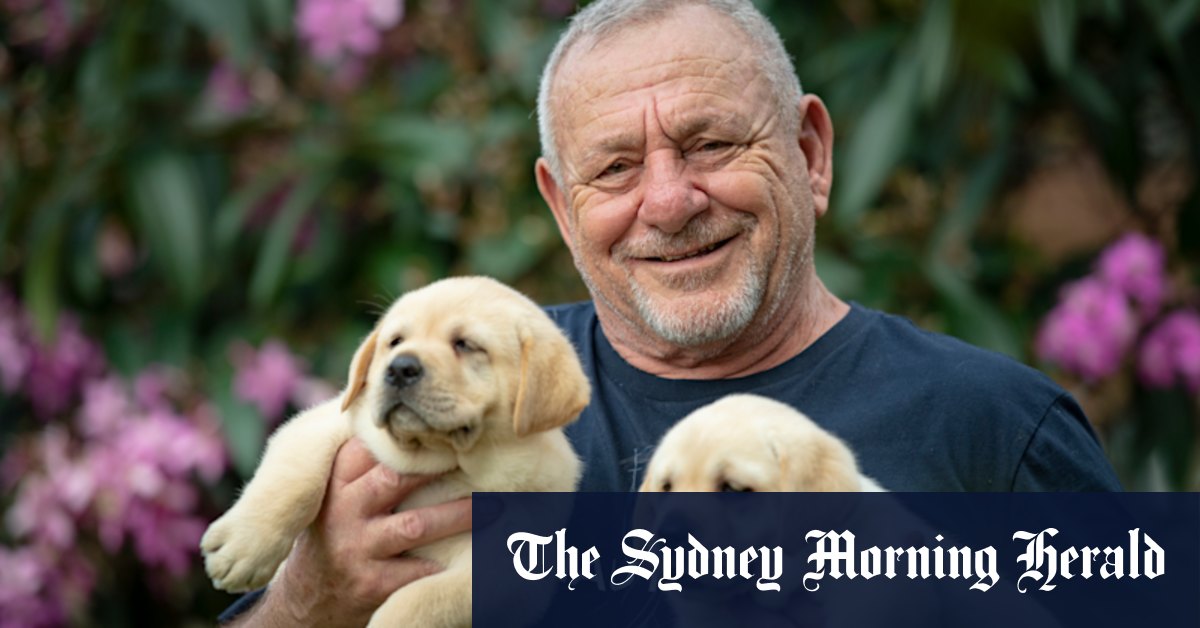 Dog fight: The battle over a bill to stamp out intensive puppy mills - Vimarsana News