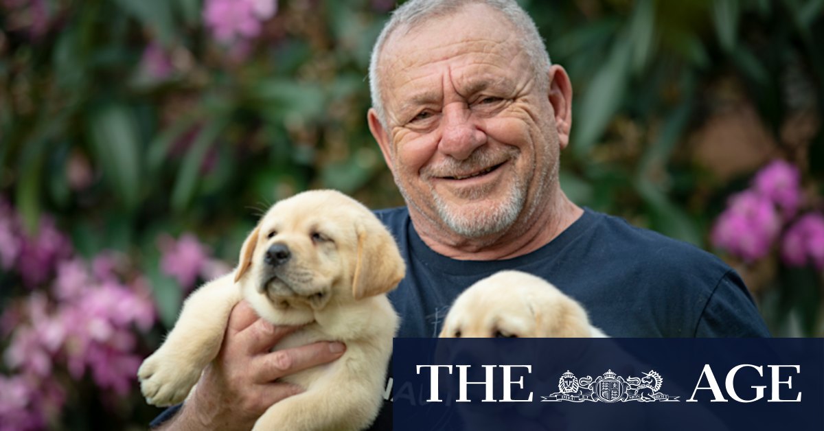 Dog fight: The battle over a bill to stamp out intensive puppy mills - Vimarsana News