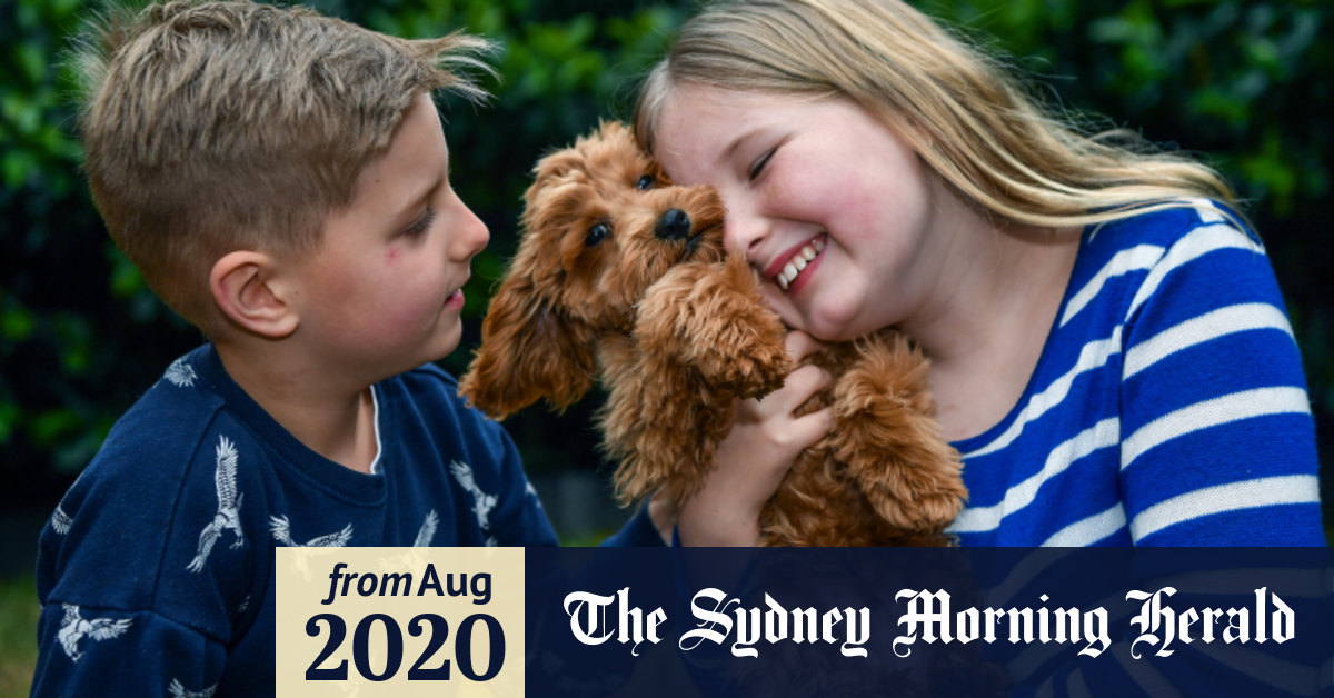 country puppies cavoodle price