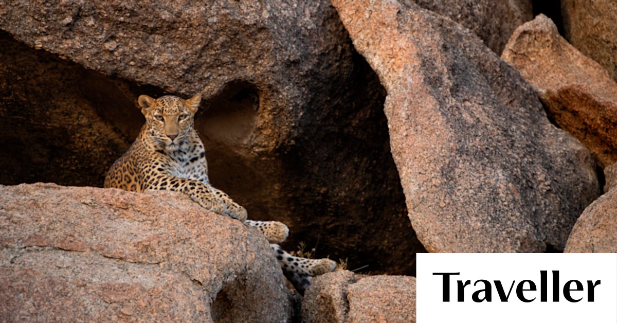 The best place to see leopards in the wild: A luxury safari in Jawai, India - Vimarsana News