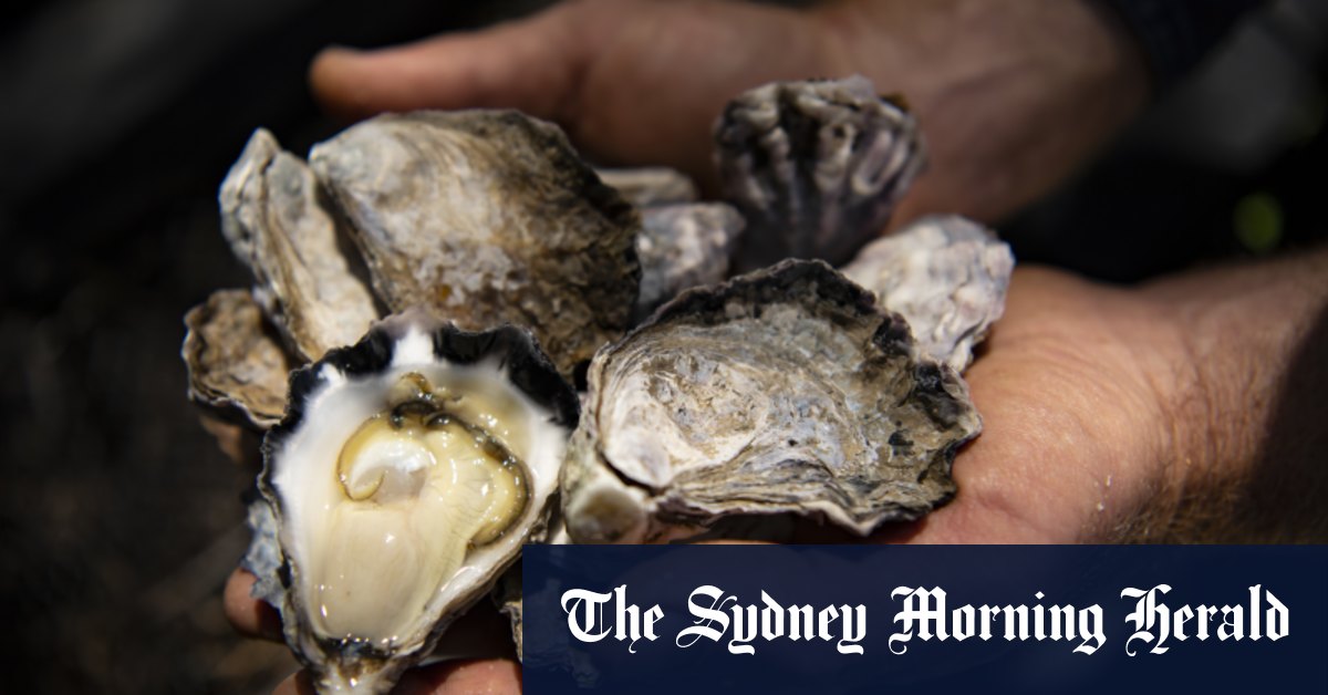 Sydney rock oysters QX disease destroys Port Stephens’ crop, farmers’