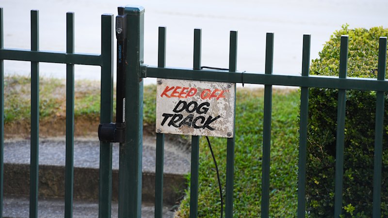Last lap at Wenty Park as greyhounds go the final distance