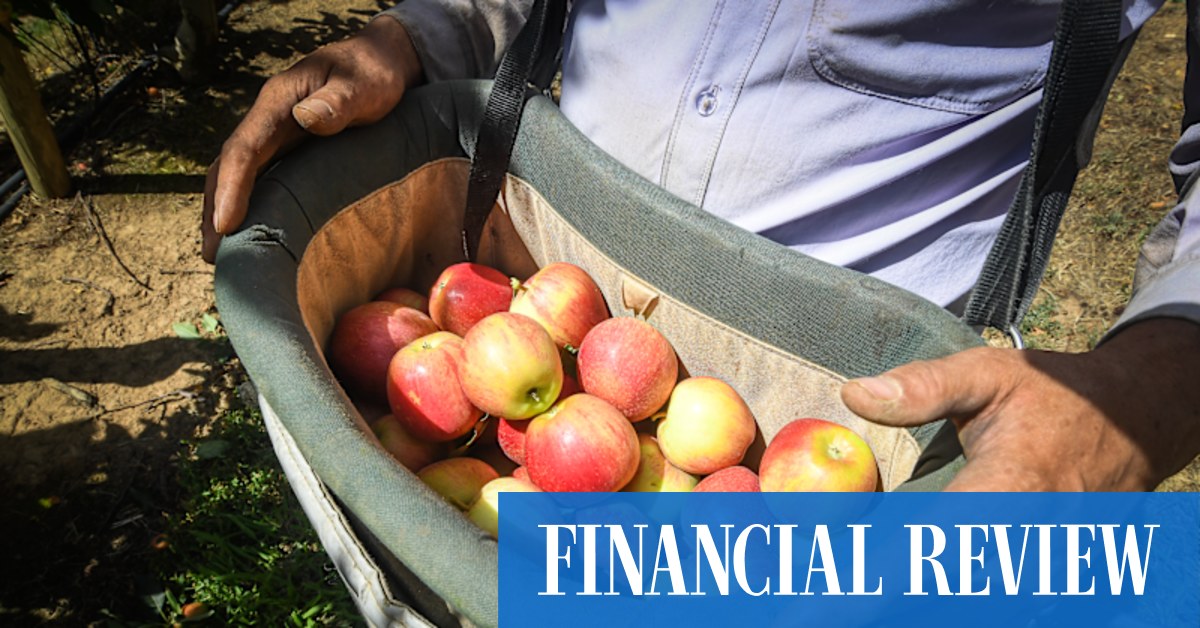 Farmers fret over $25 minimum wage for fruit pickers - Vimarsana News