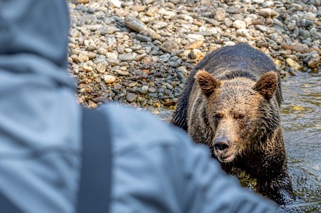 The grizzly turns its attention to the writer’s group.