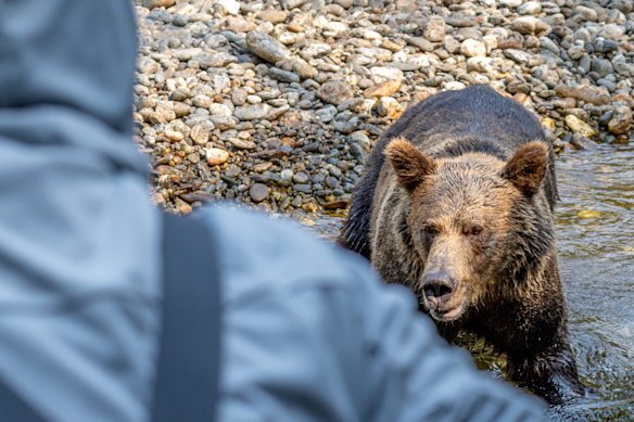 The grizzly turns its attention to the writer’s group.