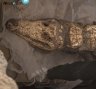 Mummified crocs emerge from Egyptian tomb