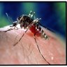 Aggressive drug-resistant malaria spreading in south-east Asia