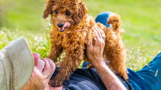 Leser with Honey: “Any long-time dog lover will regale you with a dog’s extraordinary capacities.”