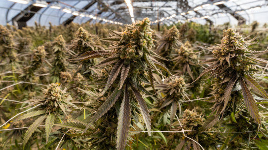 Cannabis growing at Victorian producer ECS Botanics