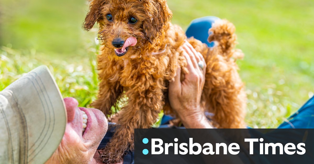 Hi Honey: the cavoodle that's building a community - Vimarsana News
