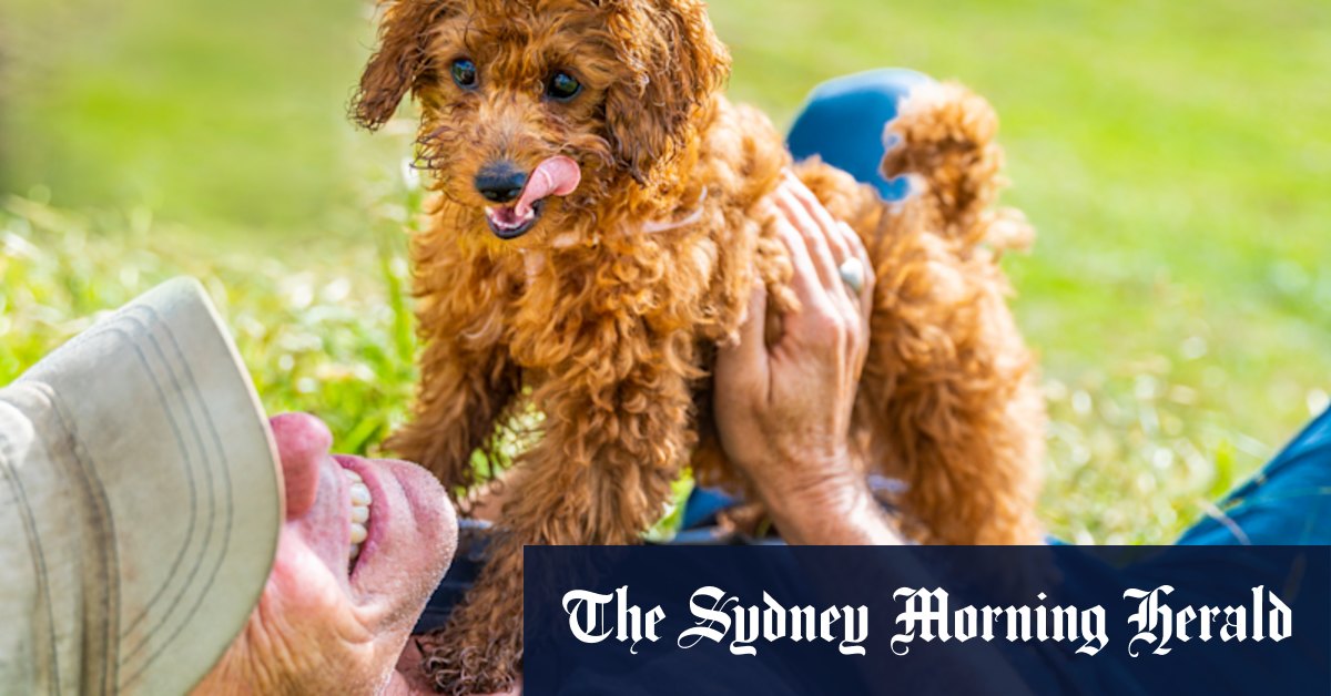 Hi Honey: the cavoodle that's building a community - Vimarsana News