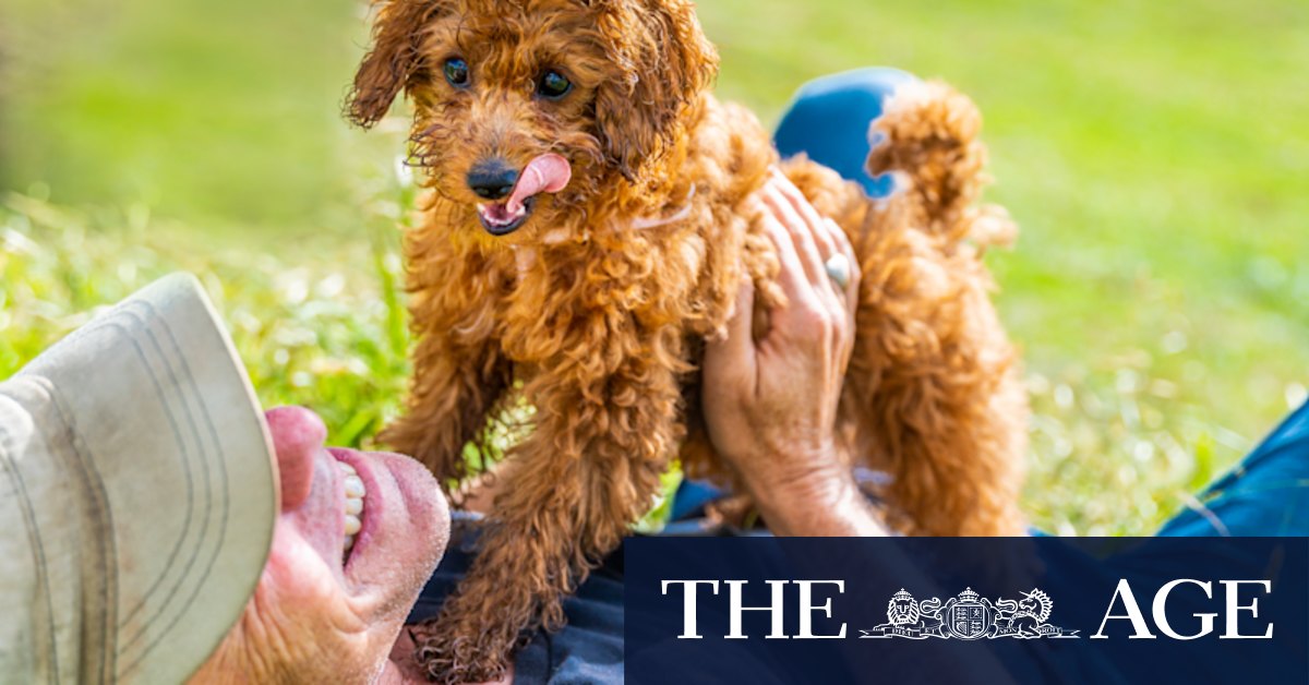 Hi Honey: the cavoodle that's building a community - Vimarsana News
