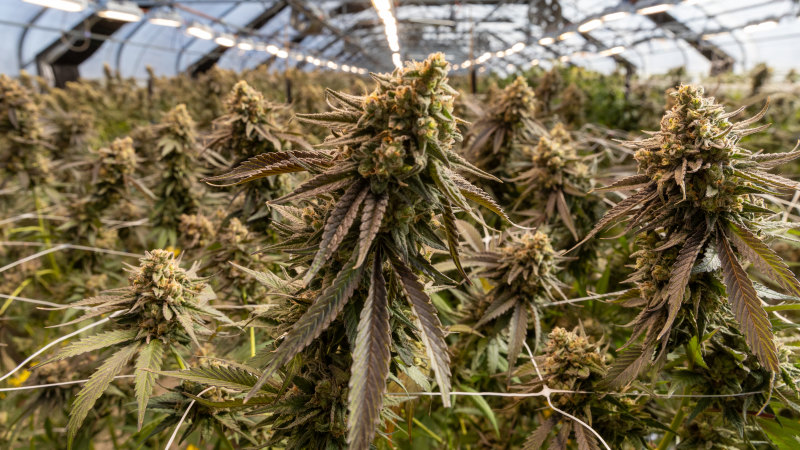 ‘Parallel economy’: Psychiatrists, AMA and pharmacists sound alarm on cannabis scripts