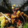 Rotting chardonnay grapes in 2005: Australia is once again grappling with a wine glut.