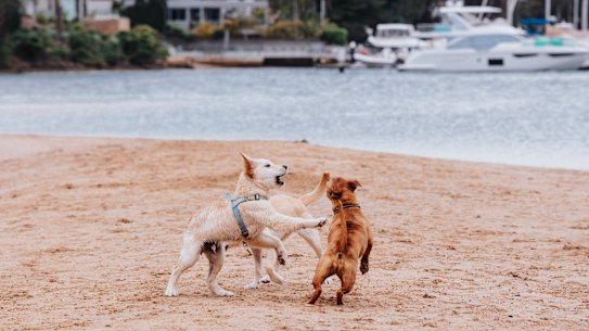 Dogs at Bay view dog park Rowland Reserve, Mona Vale.
