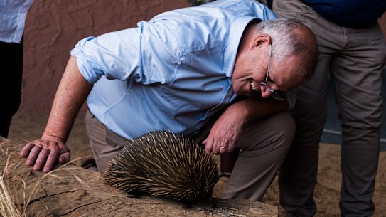 Prime Minister Scott Morrison meets an echidna at Alice Springs Desert Park.