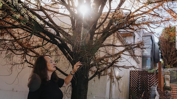 Clarissa Mattingly alleges that tree vandals trespassed on her property, and attempted to poison her conifer tree.