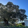 A Moreton Bay Fig tree - at Water Street, Sans Souci - placed on the significant tree register by Georges River Council.