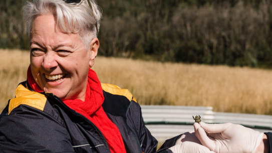 Southern Corroboree frogs numbers have plummeted following disease and bushfires, representing some of the massive challenges Sharpe will face while in office.