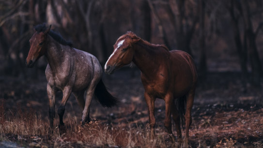Horses