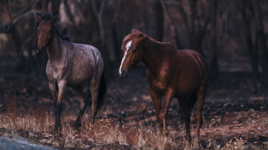Feral horses in a section of the Kosciuszko National Park, which was severely affected by the recent bushfires.