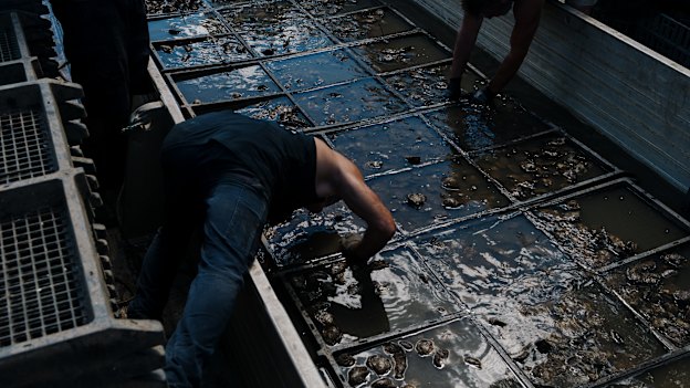 Hawkesbury River Oyster Shed farmers Deb and Peter O’Sullivan are moving their oyster populations downstream in the hope of salvaging their produce. 