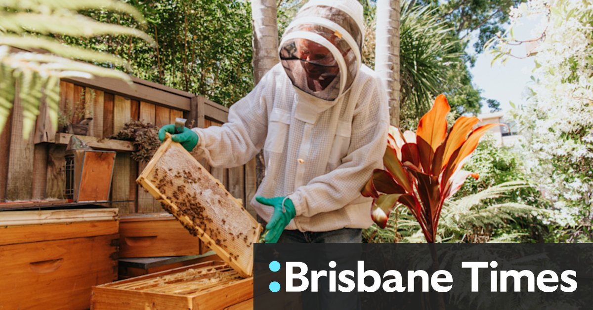 The sting in the tale of Sydney's boom in urban beekeeping - Vimarsana News