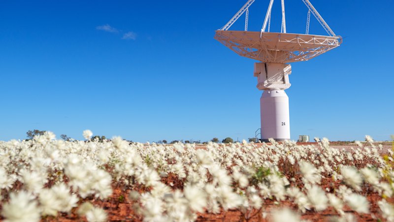 WA’s wildflower season was the ‘best in recent memory’. Here’s why