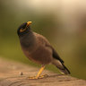 Myna stomping fuels major outrage, stirs debate on ‘flying cane toads’