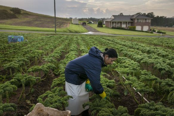 Ranmaya Gotam picks kale at a produce farm in Orchard Hills in Sydney’s west.