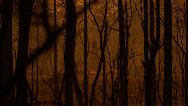 Fire-ravaged bushland on the NSW South Coast.