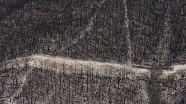 Burnt bushland on the NSW South Coast, which was heavily hit by bushfires.