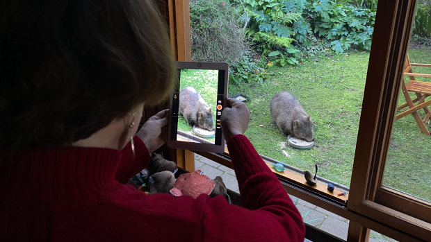 Jackie French photographs a wombat visiting her property in the Araluen Valley, the inspiration for her book Fire Wombat.