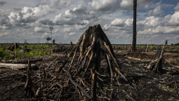 Forest burnt to make way for palm oil plantation,  fire is one of the main land clearing techniques in Indonesia which result in large carbon emissions and respiratory problems.