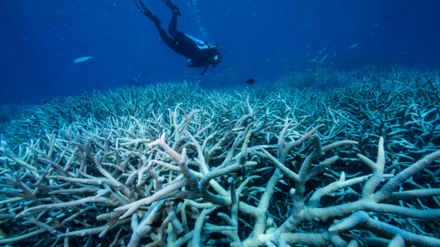 Examples of bleached coral bleaching on the Great Barrier Reef.