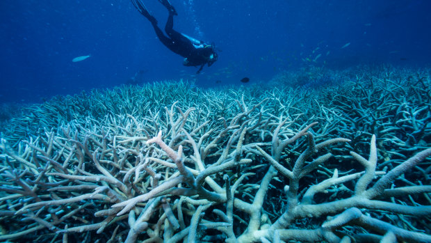 UNESCO’s global survey found coral cover on tropical reefs around the world had declined, on average, over the past decade. 