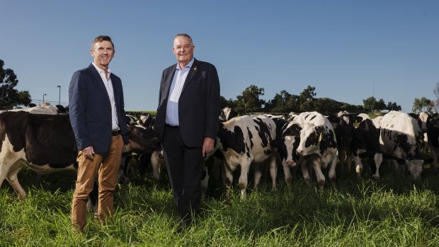 Tony Perich (right) and his son Mark Perich at their dairy farm at Bringelly, which is next to the site of the new airport.