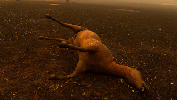 A deceased horse on the outskirts of Cobargo. 