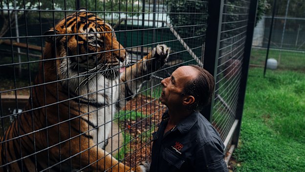 Kinwah the tiger, now 11, was raised by operations manager Clive Brookbanks. “I’m his world,” Brookbanks says. “And he’s mine.”