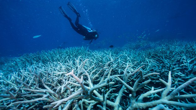 Coral bleaching of the Great Barrier Reef in 2016 was attributed at least partly to an El Nino.