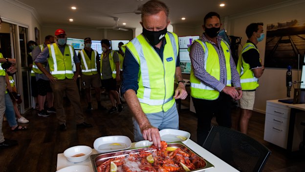 Top pick of the prawns: Albanese at Tassal’s prawn farm in Proserpine with Labor candidate for Dawson Shane Hamilton.
