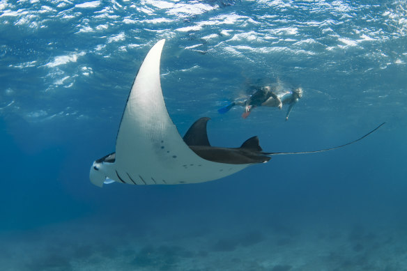 A manta ray at Lady Elliot Island.