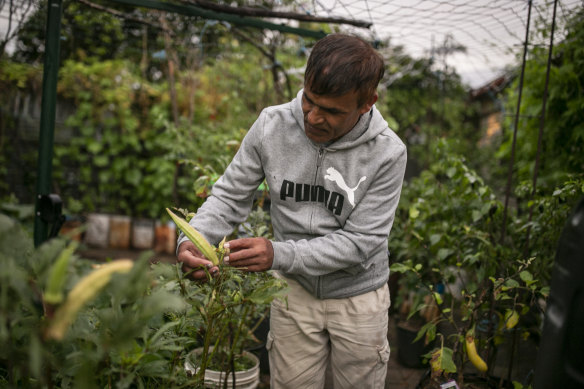 Ram Gautam checks vegetable growth in his backyard garden in South Penrith.